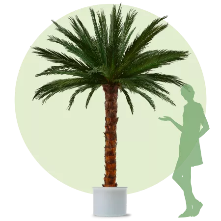 Areca Palm - L - 3,0m height